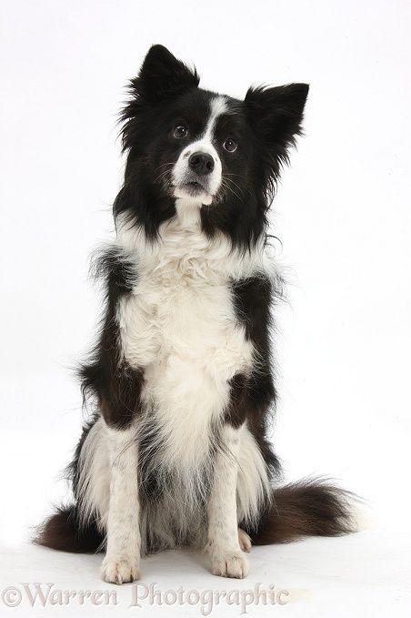 Photograph of Black-and-white Border Collie bitch, sitting. Rights managed white background Dog image. Border Collie Black And White, Border Collie Black, White Border Collie, Photo Border, Image Border, Collie Puppies, Border Collie Puppies, Black And White Dog, Border Collie Dog