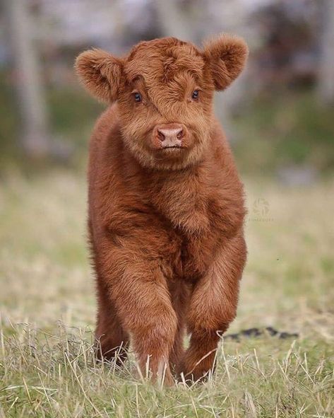 Fuzzy Cows, Fluffy Cows, Highland Cattle, Brown Cow, Highland Cows, Baby Cow, Baby Cows, March 3