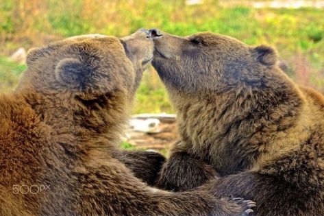 Bears Pictures, Grizzly Bears, Dog Motif, Brown Bears, Wild Animals Pictures, Momma Bear, Bear Photos, Animal References, Bear Pictures