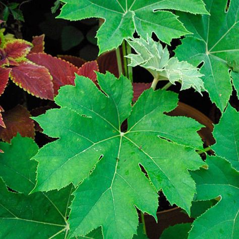 Rice-paper plant - FineGardening Tetrapanax Papyrifer, Hydrangea Quercifolia, Oakleaf Hydrangea, Companion Plants, Hydrangea Macrophylla, Paper Plants, Planting Shrubs, White Plants, Plant Guide