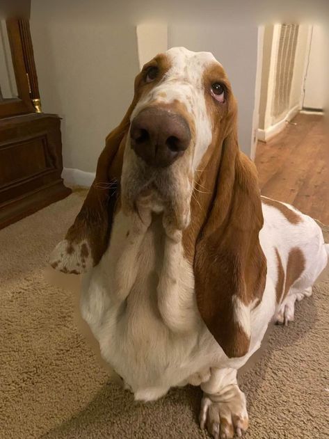 I need aa make over please Basset Hound Tattoo, Hound Tattoo, Basset Hound Art, Basset Dog, Basset Puppies, Puppy Sketch, Hound Dogs, Basset Hound Puppy, Hound Puppies