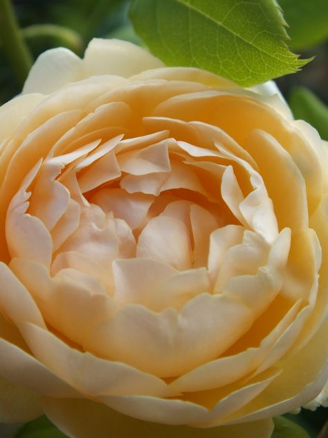 Iceberg Climbing Rose, Pruning Climbing Roses, Wollerton Old Hall, Rose Plant Care, Exclusive Club, Climbing Rose, David Austin Roses, Plant Aesthetic, David Austin