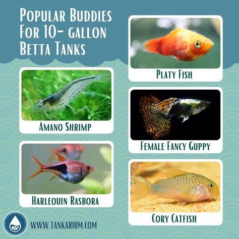 While bettas are usually happy to have a tank to themselves, it’s more fun to build community aquariums. But bettas are not compatible with every species and often fight with other fish. So how… Daha fazlası Planted Betta Tank, Betta Fish Tank Mates, Betta Tank Mates, Platy Fish, Cory Catfish, Fish Tank Terrarium, Betta Aquarium, Community Tanks, Shrimp Tank