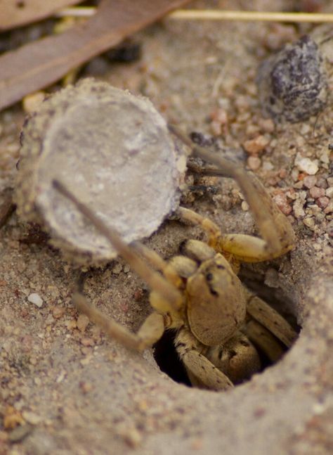 Trapdoor - kingaroy Trapdoor Spider, Australian Spider, Tarantula Enclosure, Pet Tarantula, 2023 Art, Arthropods, Spiders, 3rd Birthday, Crab