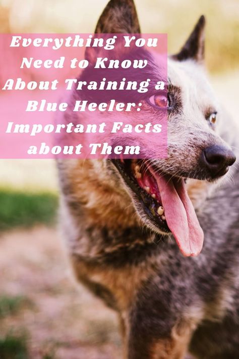 The Blue Heeler is smart and cautious but is still required to be handled by an experienced owner. Here is everything you need to know in training one! #dogbreeds #dogtrainingobedience #dogbehavior #dogtrainingtechniques #basicdogtraining #basicdogtrainingcommands #easydogtrainingtips #positivedogtraining Types Of Dogs Breeds, Positive Dog Training, Blue Heeler Dogs, Basic Dog Training, Dog Training Advice, Leash Training, Dog Training Techniques, Wet Dog Food, Obedience Training