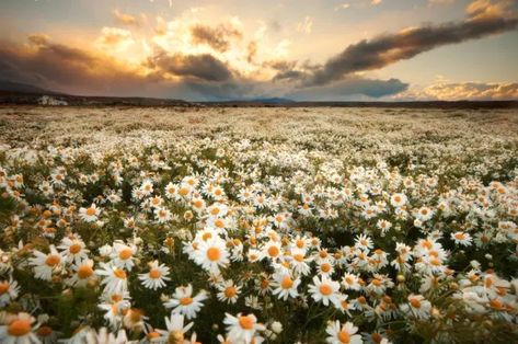 Daisy Field, Earth Pictures, Daisy Love, Field Of Dreams, Happy Flowers, Jolie Photo, Flower Field, Beautiful World, Happy Places