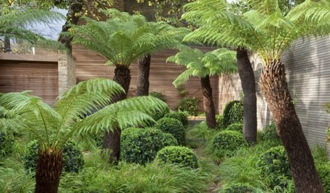 bring New Zealand home | london-tree-ferns-tom-stuart-smith-gardenista Tom Stuart Smith, English Garden Design, Ferns Garden, Tree Fern, London Garden, Native Garden, Woodland Garden, Garden Photos, Courtyard Garden