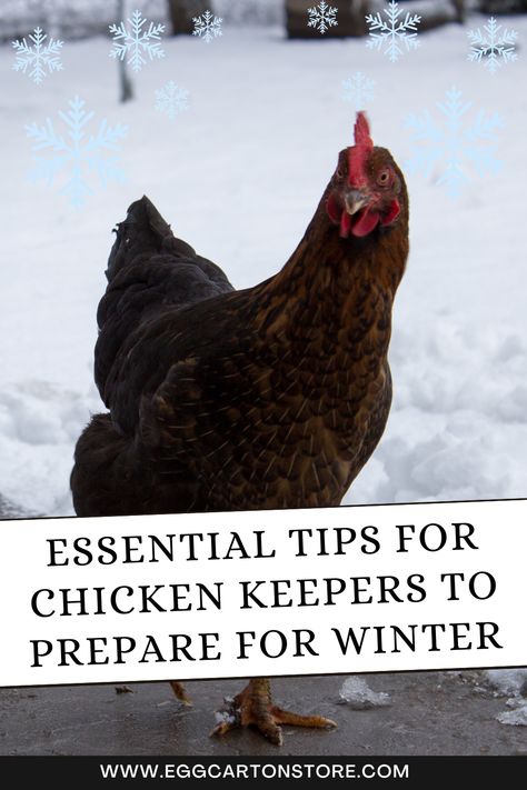 Winter can be a challenging time for chickens, but with proper planning and care, your flock can stay healthy and comfortable. In this blog, we’ll provide you with important tips to help you prepare your chickens for winter and keep them thriving in the cold. Warm Winter Meals, Best Egg Recipes, Egg Packaging, Winter Meals, Protein Treats, Keeping Chickens, Chicken Lovers, Calorie Intake, Chicken Eggs