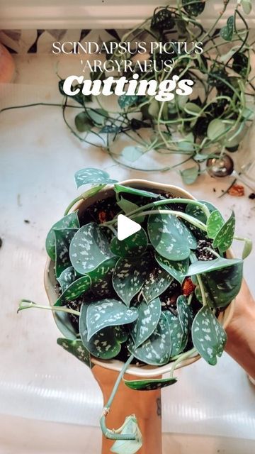 Cheryl | Plant Stylist + Cert. Horticulturist on Instagram: "I finally chopped my overgrown Scindapsus Pictus 'Argyraeus' and didn't have the patience to root in water to propagate. Instead I used the "chop and prop" method which can be so satisfying because you get to have a full pot of leaves right away. 

It helps to keep the soil moist when poking cuttings into the soil so that it holds it down, and I like to press the nodes into the soil and secure with a bent U-shaped floral wire. 

Now the most important part is keeping the soil moist but not TOO wet or else the leaves will turn brown. Also keep checking if the cuttings rooted by giving it a tiny tug . As soon as you see new growth, you will know the plant is established. 

This is one of my favorite Scindapsus varieties because it Scindapsus Varieties, Scindapsus Argyraeus, Scindapsus Pictus, Plant Care Houseplant, So Satisfying, Floral Wire, The Soil, New Growth, In Water