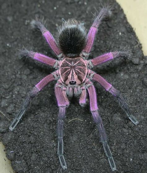 Goth Spider, Pet Tarantula, Crab Spider, Spider Species, Big Spiders, Garden Spider, Wolf Spider, Pet Spider, Spider Bites