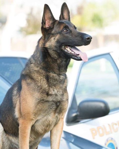 K9 Ozzy | Long Beach Police Department, California K9 Police Dogs, End Of Watch, German Sheperd Dogs, Police Lives Matter, K9 Dogs, Heat Exhaustion, Police Life, German Shepherd Mix, Police Dog