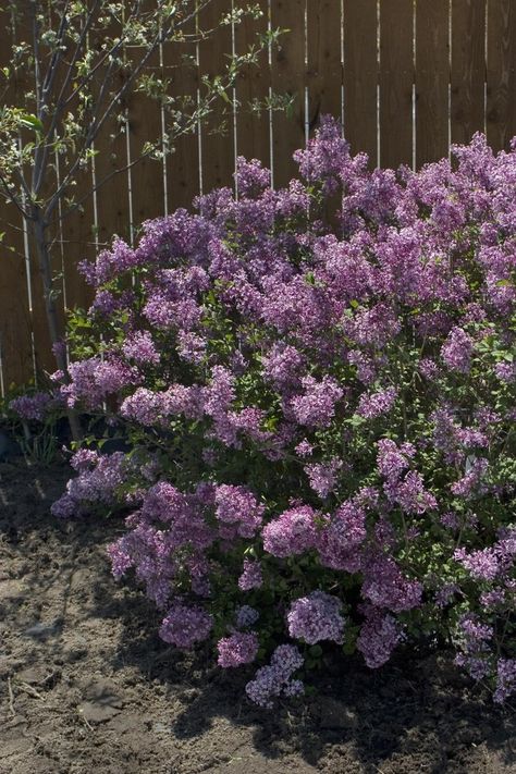 'Boomerang' Lilac blooms in the spring, throughought the summer, and again in fall. Good for zones 3 - 7. Lilac Plants, Reblooming Lilac, Bloomerang Lilac, Ohio Landscape, Lilac Syringa, Lilac Bushes, Fragrant Garden, Garden Shrubs, Landscape Plan