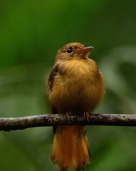 Daily Bird Show on Instagram: "Nature is just amazing and bird are just an unique part of. Which one is this is your favorite 1,2,3? Videos by @amercavalcant" Royal Flycatcher, Flycatcher Bird, Bird Gif, Most Beautiful Birds, Amazing Nature Photos, Bird Pictures, Pretty Birds, Bird Illustration, Watercolor Bird