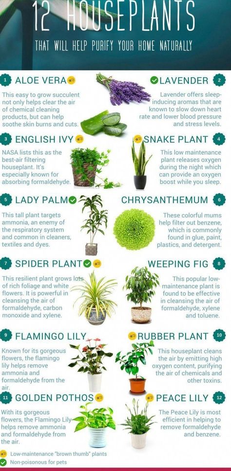 Air Purifying House Plants Bedrooms, Low Maintenance Succulents, Best Plants For Air Purification, Indoor Plants Air Purifying, House Plants And Their Benefits, Air Filtering Plants Houseplants, Houseplants That Don't Need Sunlight, Benefits Of House Plants, Indoor Plants Health Benefits