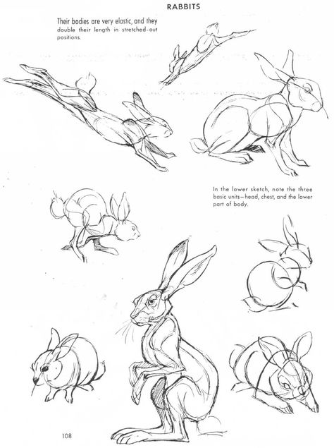 Rabbit Anatomy, Hare Drawing, Rabbit Drawing, Drawing Hands, Animal Study, Drawing Faces, Drawing Studies, Animal Drawing, Rabbit Art