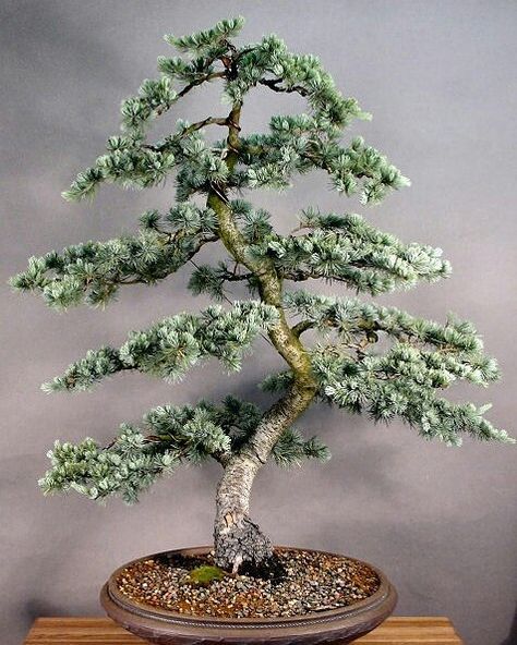 Cedrus atlantica Blue Atlas Cedar Bonsai, Cedar Bonsai, Coconut Plant, Bonsai Collection, Blue Atlas Cedar, Bougainvillea Bonsai, Bonsai Fruit Tree, Cedrus Atlantica, Bonsai Making