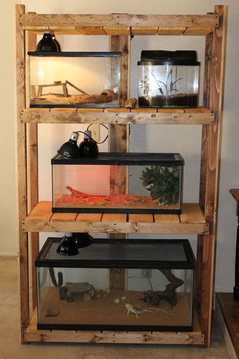 Shelving For Reptiles, Reptile Shelf Ideas, Stacked Reptile Enclosure, Reptile Tank Stand Diy, Reptile Enclosure Furniture, Reptile Tank Stand, Wood Projects Furniture, Diy Wood Projects For Beginners, Diy Reptile