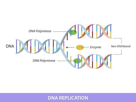 Dna Replication, Info Graphic, Cute Doodles, Vector Photo, Premium Vector, Doodles, Social Media, Education