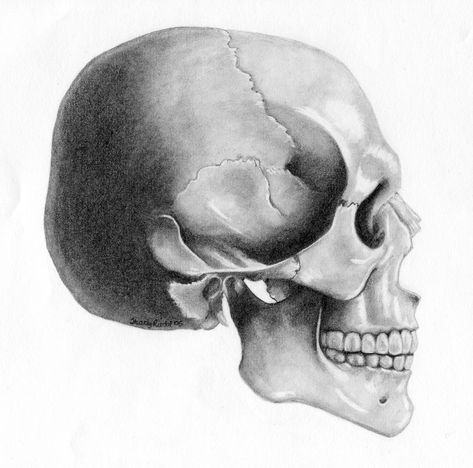 Anatomy drawing for Life Drawing Class Skull Side view Skull Side View, Side View Drawing, Skull Anatomy, Skull Reference, Skull Art Print, Skull Sketch, Life Drawing Classes, Skeleton Drawings, Skulls Drawing