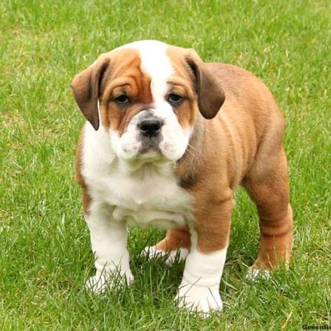 English Bulldog Mix Puppies For Sale | Greenfield Puppies Mix Dog Breeds, Boxer Beagle Mix, Beagle Mix Puppies, Rottweiler Puppies For Sale, French Bulldog Mix, Puppies For Sale Near Me, Greenfield Puppies, Basset Hound Beagle, Rottweiler Mix