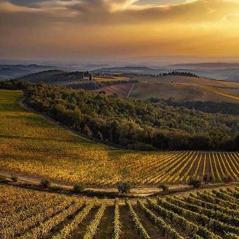 Golden Tuscan view! 🍇☀️🍇  ・・・  Pic cred to @gaetano.chianti.wine. #sundayfunday #Tuscan #Tuscany #Italia #Italy #pictureperfect #sunny #winecountry #vineyards #vineyard #Italian #wines #wine #vin #vino #vinho #wein #wine🍷 #winery #winetasting #instawine #winelover #winetime #wineoclock #winelovers #foodandwine #luxurytravel #winelife #winenight #WineDestinations    #Regram via @www.instagram.com/p/Bpw75_3gFJS/ Miles Brown, Vineyard Photography, Italian Vineyard, Chianti Wine, Chianti Classico, Wine Photography, Italy Wine, Countryside Landscape, Wine Time