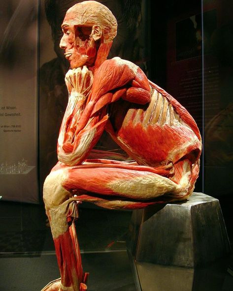 There are times, you just have to sit quiet, so that the only process going on is your imagination. Evaluate, redefine, and set your goals,… Human Body Exhibit, Gunther Von Hagens, Bodies Exhibit, Man Anatomy, Anatomy Sculpture, Anatomy Models, Muscle Anatomy, Real Bodies, Anatomy Poses