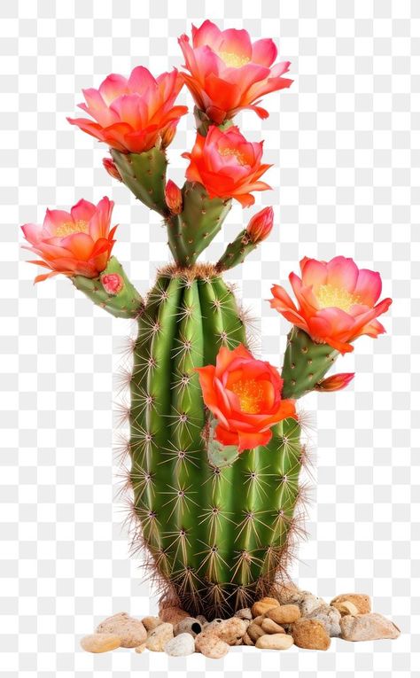 Rose Flower Png, Tall Cactus, Cactus Png, Cactus Rose, Cactus Drawing, Christmas Drawings, Santo Antonio, Desert Flowers, Tall Flowers