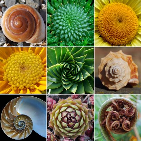 https://www.flickr.com/photos/133115338@N05/shares/f2A79b | Dean Marston's photos Nature Fibonacci, Golden Ratio In Nature, Fibonacci In Nature, Fractal Nature, Fibonacci Sequence In Nature, Fibonacci Spiral Art, Golden Ration, Fibonacci Art, Maths In Nature