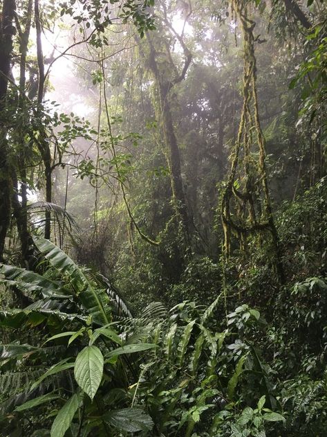 South American Jungle, Bali Forest, Tree Reference, Africa Jungle, African Forest, Jungle Photography, Jungle Life, Jungle Forest, Bg Design