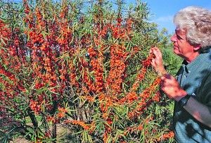 Unusual cold hardy fruits - Country Folks Grower Hardy Kiwi, World Nursery, Persimmon Fruit, Berry Plants, Green World, Tree Pruning, Dogwood Trees, High Desert, Sweet Cherries