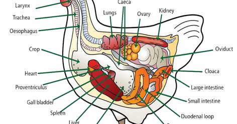 A Hand Book of Bird's Anatomy.pdf Sour Crop In Chickens, Chicken Anatomy, Animal Body Parts, Animal Anatomy, Keeping Chickens, Food Science, Color Worksheets, Body Systems, Anatomy And Physiology