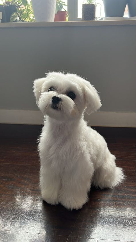 Malshi Puppies Full Grown, Maltipoo Puppy White, Maltipoo Puppy Haircuts, Maltese Dogs Grooming, Maltese Puppy Cut, Maltese Haircuts, Maltese Grooming, Maltese Dogs Haircuts, Maltese Haircut