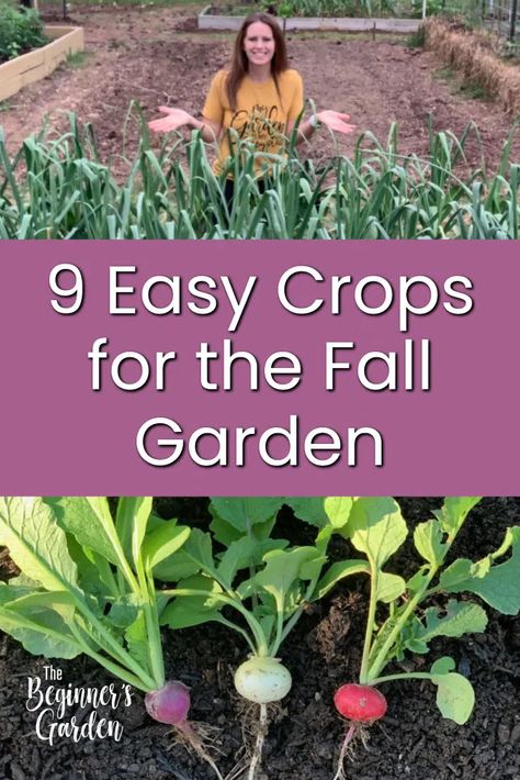 What crops can you grow in your fall vegetable garden? While there are many options, these may be the easiest for a beginner to start with! Garden Beginner, Fall Garden Planting, Fall Vegetable Garden, Fall Crops, Fall Gardening, Tattoo Plant, Vegetable Patch, Fall Crop, Vegetable Garden Tips