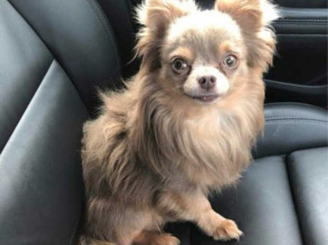 Long Coat Chihuahua, Chihuahua Puppies For Sale, Long Haired Chihuahua, Tan Coat, Chihuahua Puppies, Puppies For Sale, Long Coat, Green Eyes, Chihuahua