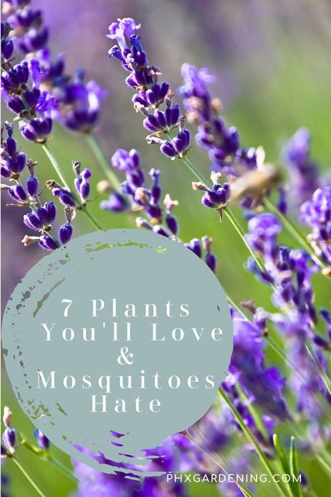 Mosquito Repellent Homemade, Growing Sage, Catnip Plant, Lavender Seeds, Backyard Seating Area, Natural Mosquito Repellant, Basil Seeds, Mosquito Repelling Plants, Above Ground Pool Landscaping