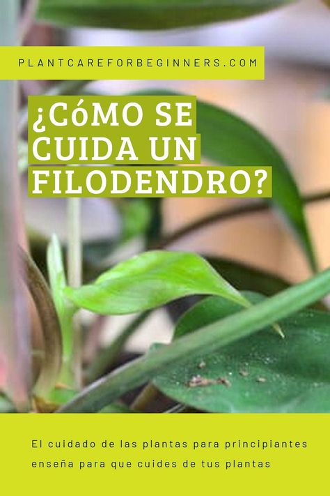 Los filodendros son hermosas plantas que crecen enredaderas con hojas en forma de corazón. En esta guía repasaremos cómo puedes cuidar tú mismo una planta filodendro y ayudarla a crecer y prosperar.