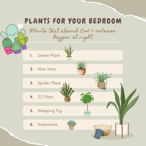 Plants are amazing and inviting these lovelies into your bedroom not only beautifies your sleeping sanctuary but they absorb CO2 and release Oxygen at night helping to improve sleep. Consider popping into your local garden center and adding these beneficial plants to your bedroom. Save this post for next time you pop round to your garden center. #wellness #wellbeing #bedroom #plants #bedroomplants #absorbCO2 #releaseoxygen Plants For Oxygen, Indoor Plants For Oxygen, Oxygen Plant, Best Plants For Bedroom, Weeping Fig, Flower Bedroom, Cosy Bedroom, Zz Plant, Pinterest Diy Crafts