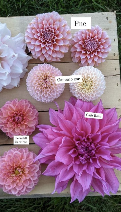 Dahlia Bed Design, Dalia Flower, Dahlia Flower Garden, Farm Dress, Dahlias Garden, Growing Dahlias, Cut Flower Garden, Flowers Bouquet Gift, Flower Therapy