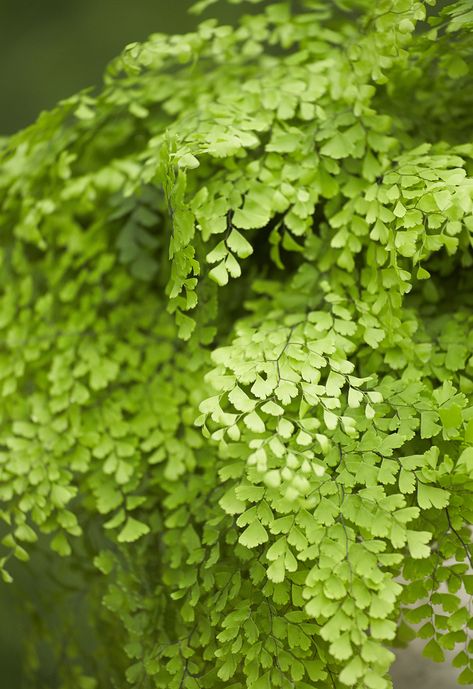 Maidenhair Fern Aesthetic, Aesthetic Warrior Cats, Fern Reference, Anna Lightwood, Aesthetic Warrior, Diy Zen Garden, Pnw Plants, Stone Courtyard, Fern Bouquet