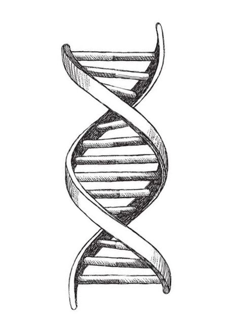 Probability Tattoo, Dna Strand Art, Dna Helix Drawing, Dna Structure Drawing, Laboratory Tattoo Ideas, Dna Helix Tattoo, Dna Sketch, Dna Tattoo Ideas, Dna Tattoo Design