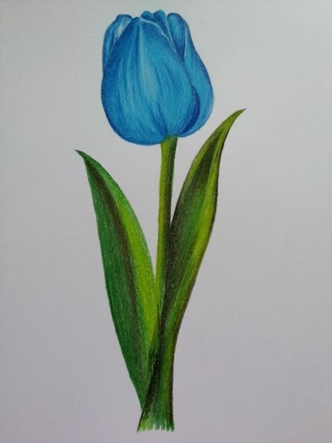 Things To Draw With Colored Pencils For Beginners, Tulips Drawing Color Pencil, Art Sketches Color, Simple Color Pencil Drawing Ideas, Pencil Color Drawing For Beginners, Colour Pencil Drawing For Beginners, Simple Colour Pencil Drawings, Easy Colored Pencil Drawing Simple, Cellphone Drawing