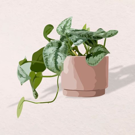 Plant vector image, pothos illustration | free image by rawpixel.com / Kita Pothos Illustration, Plant Journal, Golden Pothos, Plant Vector, Ivy Leaf, Illustration Vector, Green Plants, Free Image, Free Images