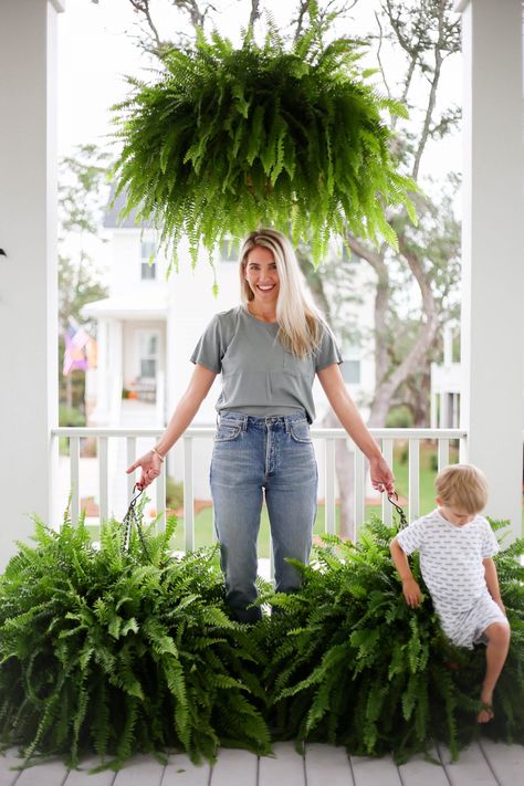 how to get big healthy ferns - Megan Stokes Porch Ferns Hanging Baskets, Caring For Ferns Outdoors, Ferns On Porch, Fern Container Ideas, Hanging Porch Plants, Landscaping With Ferns, Hanging Plants Outside, Hanging Boston Fern, Ferns Plant