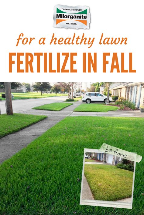 Warm-season grasses put down your next application of Milorganite fertilizer in early October. For best results, mix Milorganite while overseeding (4-parts Milorganite to 1-part seed by weight). The last time to fertilize warm-season grasses in fall, is one month before dormancy or the average first killing frost. Milorganite Fertilizer, Overseeding Lawn, Grass Fertilizer, Fall Lawn Care, Backyard Fountain, Fall Lawn, Gardening For Dummies, Fall Yard, Secret Garden Book