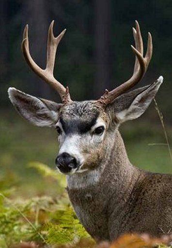 Sitka deer or Sitka black-tailed deer (Odocoileus hemionus sitkensis), is a subspecies of mule deer. Their name originates from Sitka, Alaska. Weighing in on average between 80 and 120 pounds, Sitka deer are characteristically smaller than other types of black-tailed deer. Reddish-brown in the summer, their coats darken to a gray-brown in the winter. They are good swimmers, and can occasionally be seen crossing deep channels between islands. Their average life span is about 10 years. Black Tail Deer, Blacktail Deer, Whitetail Deer Pictures, Deer Photography, Deer Artwork, Big Deer, Moose Deer, Quail Hunting, Deer Photos