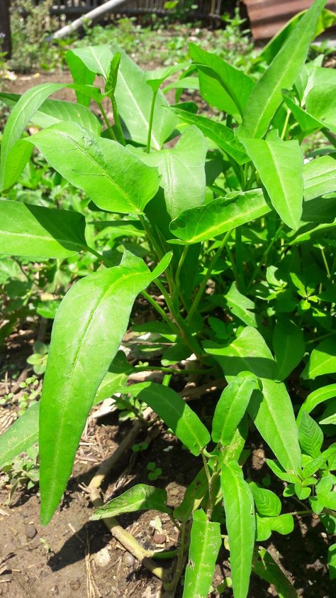 Tanaman kangkung tampak segar ditanam di kebun belakang rumah #kangkung #tanaman Sayur Kangkung, Medical Herbs, Sky Photography, Flower Garden, Herbs, Bts, Cake, Plants, Quick Saves