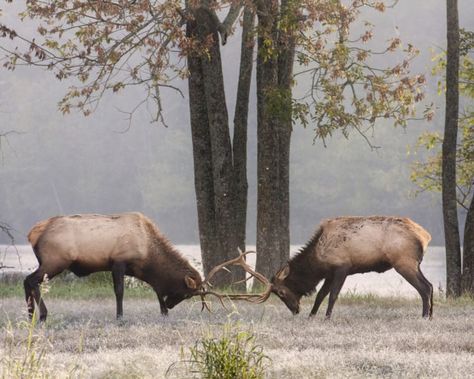 During the fall and winter the trip turns into a unique wildlife watch. Ponca Arkansas, Arkansas Vacations, Petit Jean State Park, Weekend Camping Trip, Waterfall Trail, Ozark Mountains, House On The Rock, Best Hikes, Camping Trips