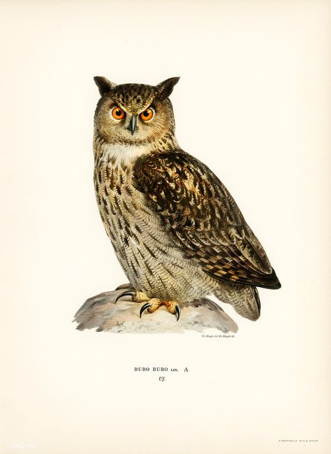 Eurasian eagle-owl (BUBO BUBO) illustrated by the von Wright brothers. Digitally enhanced from our own 1929 folio version of Svenska Fåglar Efter Naturen Och Pa Sten Ritade. | free image by rawpixel.com Colored Feathers, Eurasian Eagle Owl, Owl Posters, Brothers Art, Short Eared Owl, Owl Art Print, Eagle Owl, Owl Illustration, Classic Art Prints