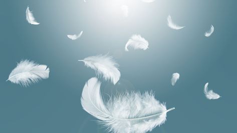 Black Feather Meaning, White Feather Meaning, Meaning Of Feathers, Resplendent Quetzal, Feather Meaning, Types Of Feathers, Angel Feather, Angel Feathers, Yellow Feathers