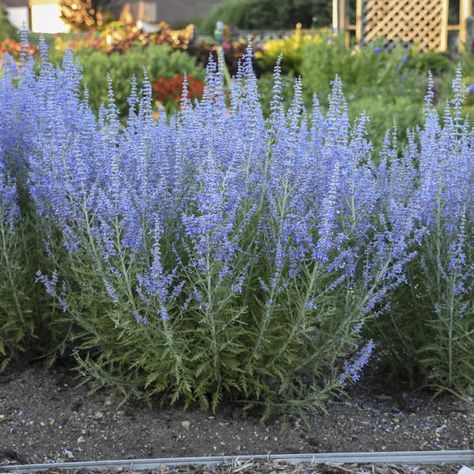 Perovskia 'Denim 'n Lace' Russian Sage - PW Denim And Lace Russian Sage, Perovskia Atriplicifolia, Russian Sage, Garden 2023, Sage Plant, Yard Fence, Front Courtyard, Front Yard Fence, Garden Tips